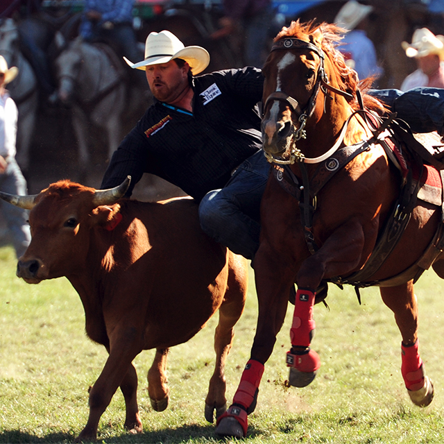 Un vaquero colgando de su caballo mientras corre detrás de un novillo y él está tratando de luchar contra el novillo, compitiendo en rodeo en el Pendleton Roundup.